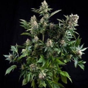 White Widow x3+1 - Pyramid Seeds