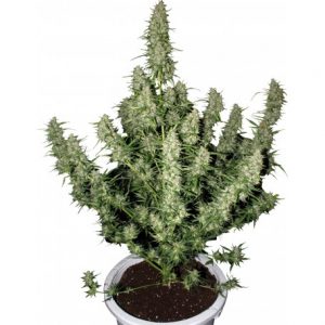 Magnum Auto x3+1 - Buddha Seeds
