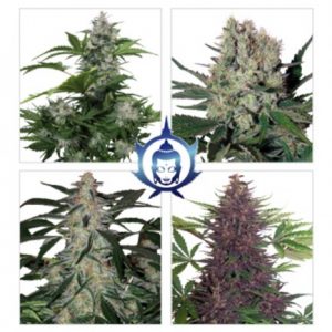 Assorted Mix Auto x10 - Buddha Seeds