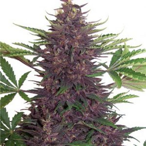 Buddha Purple Kush Auto x3 - Buddha Seeds