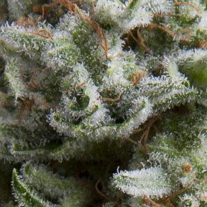 Auto Anesthesia x3+1 - Pyramid Seeds