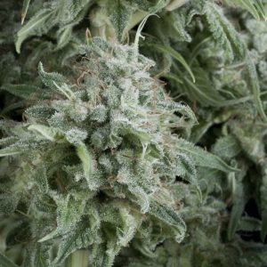 Auto Anubis x3+1 - Pyramid Seeds