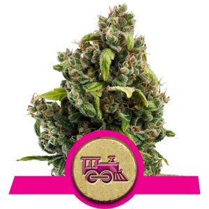Candy Kush Express x3 Fast Version - Royal Queen Seeds.