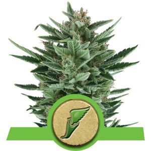 Quick One Auto x3 - Royal Queen Seeds