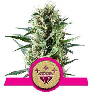 Special Kush #1 x10 - Royal Queen Seeds