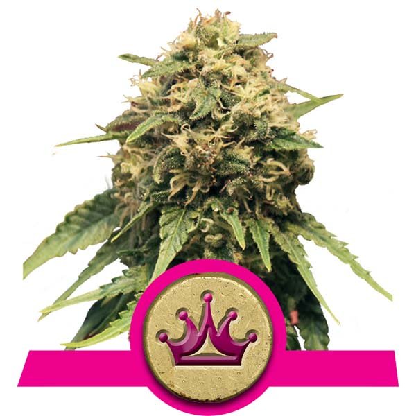Special Queen #1 x10 – Royal Queen Seeds