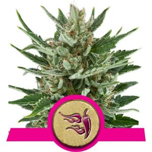 Speedy Chile x3 - Royal Queen Seeds
