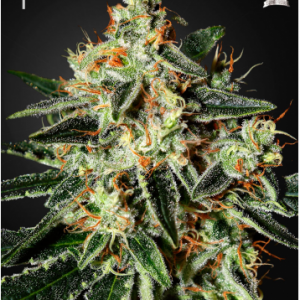 Cheese X3 - Green House Seeds