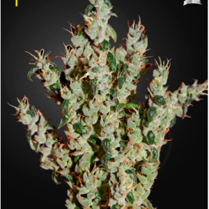 NL5 Haze Mist X3 - Green House Seeds