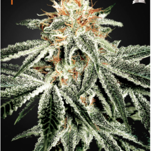 White Widow X3 - Green House Seeds