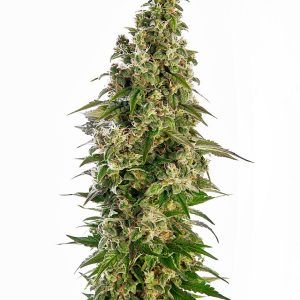 Afghani #1 Auto X3 - Sensi Seeds