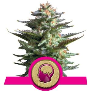 Amnesia Haze X3 - Royal Queen Seeds