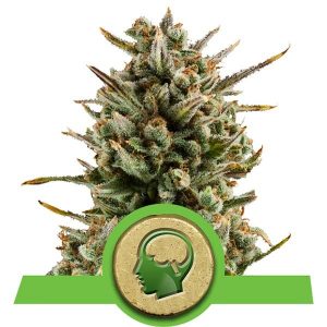 Auto Amnesia Haze x3 - Royal Queen Seeds