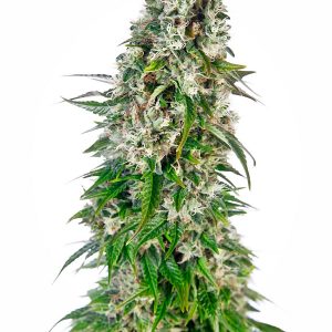Big Bud Auto X3 - Sensi Seeds