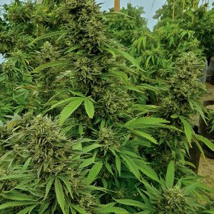 Chemdawg X3 - Humboldt Seeds