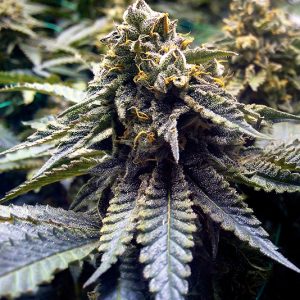 Chocolate Mint OG X3 - Humboldt Seeds