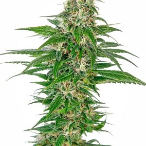 Early Skunk Auto X3 - Sensi Seeds