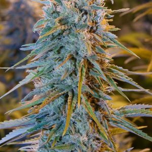 Blue Dream X3 - Humboldt Seeds