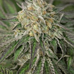 Amherst Sour Diesel X3 - Humboldt Seeds