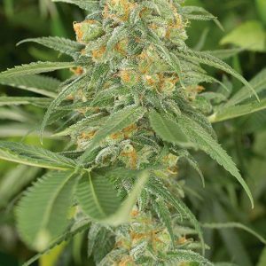 Green Crack X3 - Humboldt Seeds
