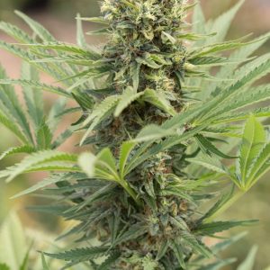 Dedoverde Haze X3 - Humboldt Seeds