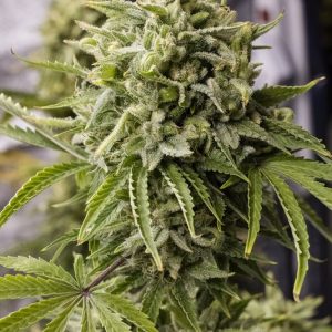 Auto Bubba Kush X3 - Humboldt Seeds