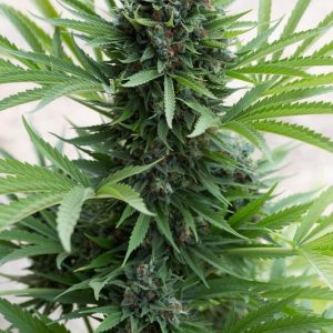 Auto Sour Diesel X3 - Humboldt Seeds