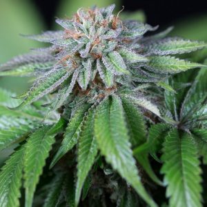 EWE-2 X3 - Humboldt Seeds