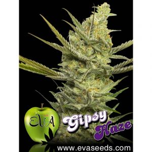 Gipsy Haze X3 - Eva Seeds