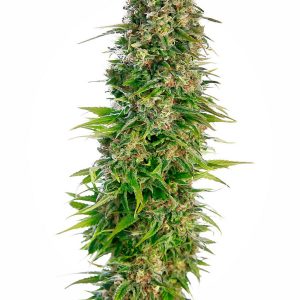 Hindu Kush Auto X3 - Sensi Seeds