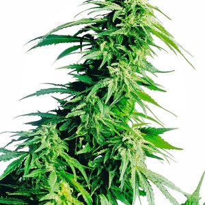 Hindu Kush x3 - Sensi Seeds