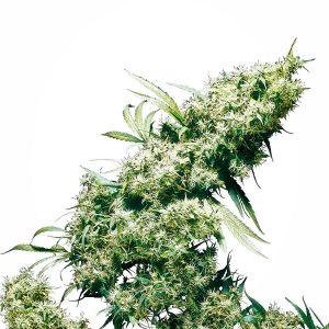 Jamaican Pearl X3 - Sensi Seeds