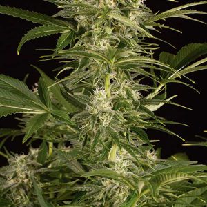 Auto Lemon Juice Express X3 - Humboldt Seeds