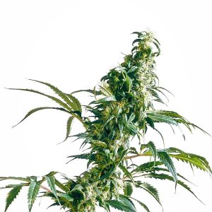 Mexican Sativa X3 - Sensi Seeds