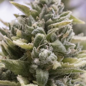 Auto OG Kush x3 - Humboldt Seeds