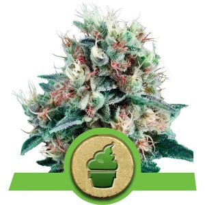 Auto Royal Creamatic X1 - Royal Queen Seeds