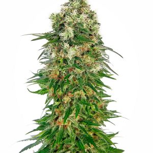 Shiva Skunk Auto X3 - Sensi Seeds