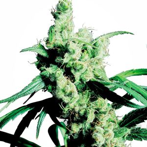 Silver Haze N9 X3 - Sensi Seeds