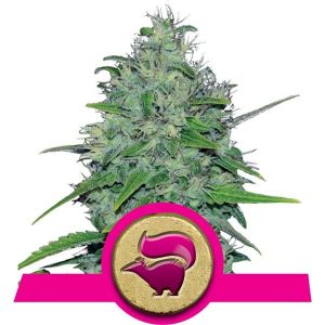 Skunk XL x1 - Royal Queen Seeds