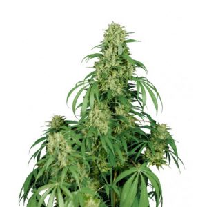 Calamity Jane Auto x3 Buddha Seeds.
