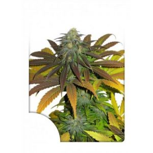 Californian Orange x3 - Dutch Passion