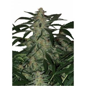 Deimos Auto x3 - Buddha Seeds.