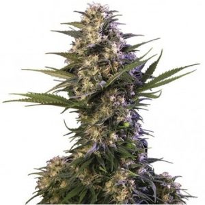 Kraken x3 - Buddha Seeds.