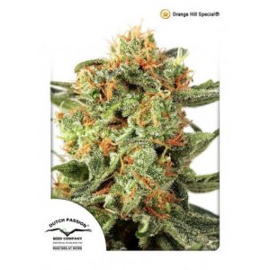 Orange Hill Special x3 Dutch Fem.