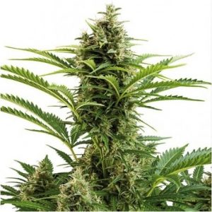 Vesta Auto x3 - Buddha Seeds.