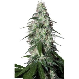 Pulsar x3 - Buddha Seeds.