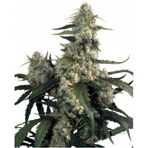 Quasar x3 - Buddha Seeds.