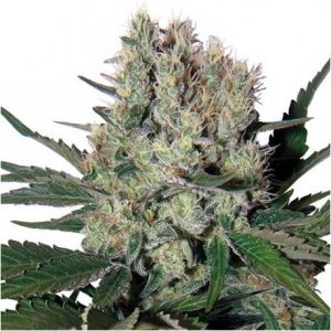 Syrup Auto x3 - Buddha Seeds.