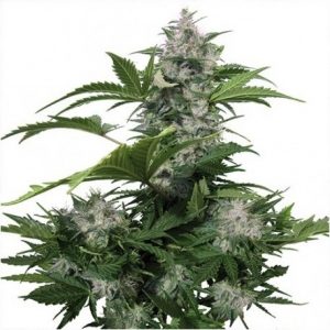 White Dwarf Auto x3 - Buddha Seeds.