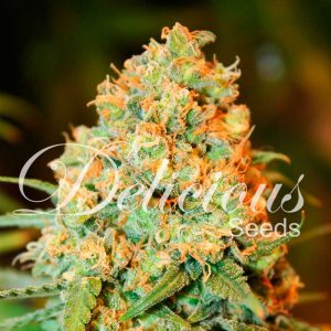 Critical Super Silver Haze X1 - Delicous Seeds